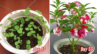 How to grow Impatiens balsamina from seeds is easy [upl. by Ymar478]