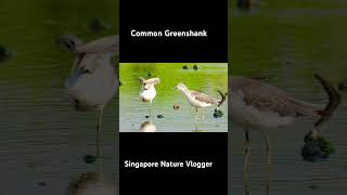 🐦 Common Greenshank at Sungei Buloh Wetland Reserve [upl. by Nowell14]