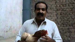 OLD ASEEL HEN  by Usted Rana Safdar Shab city Gujranwala‬‏flv [upl. by Bannasch]