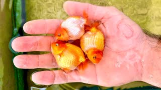 How to create thousands of baby goldfish  Complete goldfish breeding guide [upl. by Kinsler548]