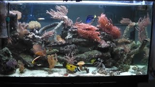 Unser erstes Salzwasseraquarium  Full HD [upl. by Clapper647]