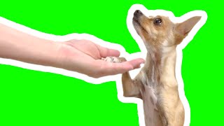 5 Easy Dog Trick tutorials [upl. by Karr]