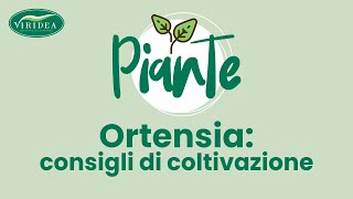 COME COLTIVARE LE ORTENSIE [upl. by Solley]