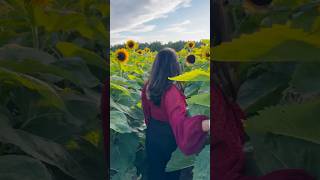 Flower Picking Part 2🌻canada canadamalayalamvlog canadamalayalam malayalamvlog canadalife [upl. by Goldberg]