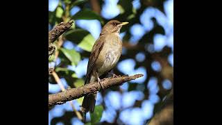 ZORZAL CHALCHALERO  CANTO birds faunaargentina wildlife aves pajaros naturaleza wildlife [upl. by Trevor]