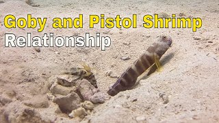 The Goby and Pistol Shrimp Relationship Facts [upl. by Nac945]