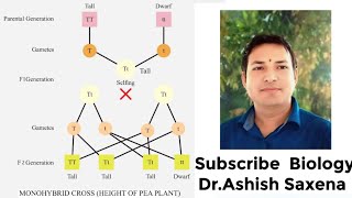 What is the genotype and phenotype ratio of a monohybrid cross [upl. by Niajneb]