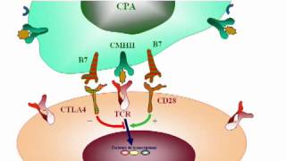 25La tolérance immunologique [upl. by Chiou]