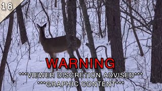 If you were SCARED of COYOTES Before DONT WATCH THIS WARNING GRAPHIC [upl. by Xela36]