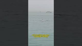 Shark attack in Egypt kills Russian swimmer in terrifying incident caught on video shorts animal [upl. by Garrott]