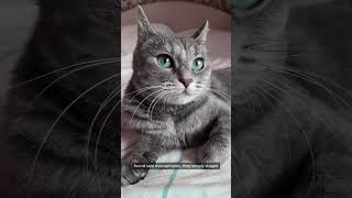 Whats REALLY Going On Inside Your CATS Mind [upl. by Saul]