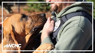 New K9 on the block Gastonia PDs newest bloodhound makes trio of successful tracks [upl. by Namijneb910]