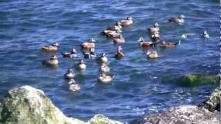 Barnegat Inlet Winter Waterfowl  HD VIdeo [upl. by Langer]