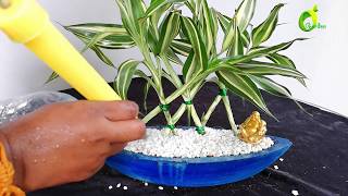 lucky bamboo growing ideaslucky plantlucky bamboo decorationorganic garden [upl. by Assirat]