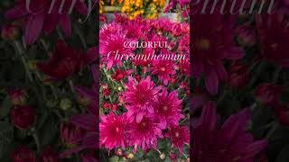 Chrysanthemum Care Tips [upl. by Ardnoek]