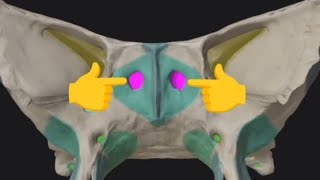 Sphenoid bone3Aperture of Sphenoidal Sinus [upl. by Ruffina]