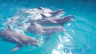 Swim with Dolphins at Delphinus Riviera Maya [upl. by Adnalra655]