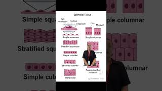 Epithelial Tissue AampP Lab Extracredit 1 [upl. by Jessy]