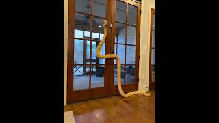 Pet snake climbs door in Madison Mississippi [upl. by Vitia798]