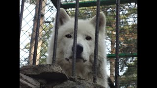 Новосибирский зоопаркNovosibirsk Zoo Любительская сьемка [upl. by Stoecker]