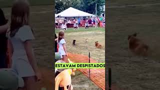 Esse é o cachorro MAIS INTELIGENTE do MUNDO curiosidades [upl. by Tommi]