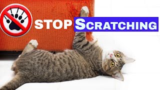 How to Stop My Cat from Scratching the Furniture Proven Tips and Tricks [upl. by Chang]