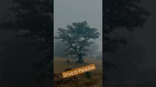 Drive to Paradise short roadtrips driving nature cinematic cinematography roadjourney [upl. by Gnilrits277]