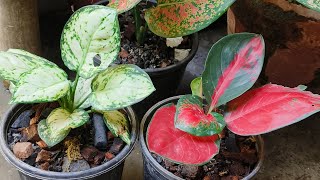 Aglaonema Plant Repotting [upl. by Najar]