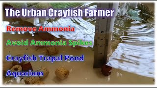 How to Remove Ammonia Build Up and Avoid Ammonia Spikes on Our Crayfish Aquariums and Trapal Ponds [upl. by Elohcin]