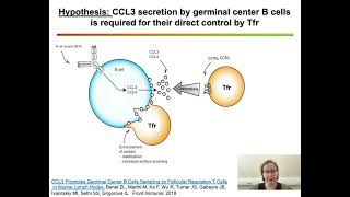 Dual role of follicular regulatory T cells in the control of B cellresponse to vaccination [upl. by Anelleh]