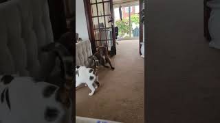 Excited dog is trying to play with the cat [upl. by Yelssew]