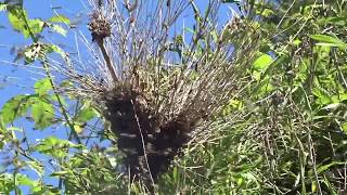 Así se posan los ENJAMBRES DE ABEJAS VIDEO COMPLETO [upl. by Fernandina]