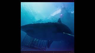 47 Meters Down 2017  Shark Survival Movie [upl. by Linkoski]