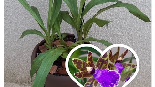 Zygopetalum Replante e Dicas de rega e luminosidade [upl. by Stonwin860]