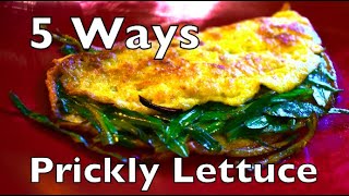 5 Ways To Cook Prickly Wild Lettuce Lactuca Serriola [upl. by Yenruoj]