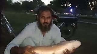 rawal dam fishing update 🎣 nirain fishi [upl. by Lamee]