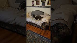 Pittbull Whippet mix zoomies  very eager to eat supper [upl. by Hajile]