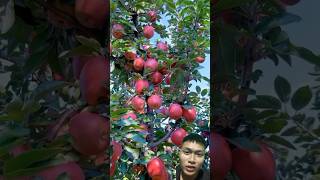 Harvesting apple trees with lots of fruit sonasmr [upl. by Erasmus]