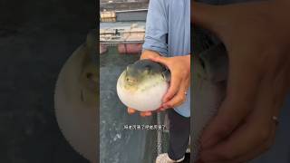 Puffer Fish Is Balloon shortsvideo [upl. by Teraj]