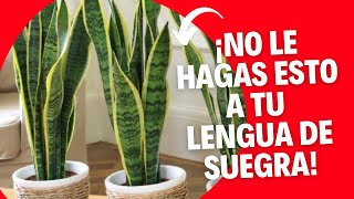 ¡NO le hagas esto a tu LENGUA de SUEGRA  Cuidados Sansevieria trifasciata [upl. by Eloisa]