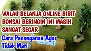 PENANGANAN BIBIT BONSAI BERINGIN KIMENG BOXSUS ELEGAN KOMPAKTA ONLINE [upl. by Ardnama]