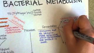 Bacterial Metabolism Part 1 Cellular Respiration of Bacteria [upl. by Yrannav]