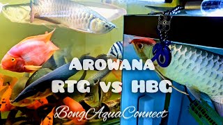 RTG Arowana vs HBG Arowana🔥✨️Red Tail Golden Arowana❤️‍🔥High Back Golden Arowana❤️‍🔥 arowana [upl. by Nylinnej]