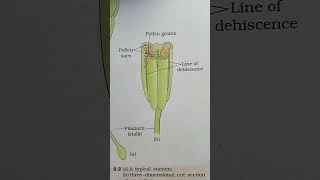 A Typical Stamen threedimensional cut section of an anther [upl. by Cirdes]