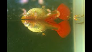 red moscow guppy breed [upl. by Clary232]