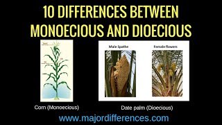 Difference between Bisexual Monoecious and Dioecious 🌺🌽 Plant Science biologyexams4u [upl. by Edward548]