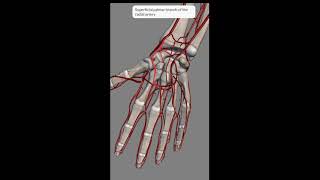 Hand Arteries In Detail I Carpal Arch Palmar Arches Dorsal Arch I Metacarpal Digital Arteries I 3D [upl. by Enyrhtac468]