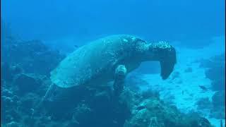 Desecheo Island Hawksbill Turtle Encounter [upl. by Cochard]