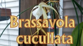 Brassavola cucullata [upl. by Radley922]