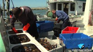 020611 Le Homard des Îles de la Madeleine [upl. by Aizatsana]